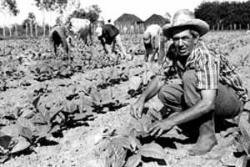 Confederation of Cuban Workers Sent a Congratulations to tobacco growers of the country